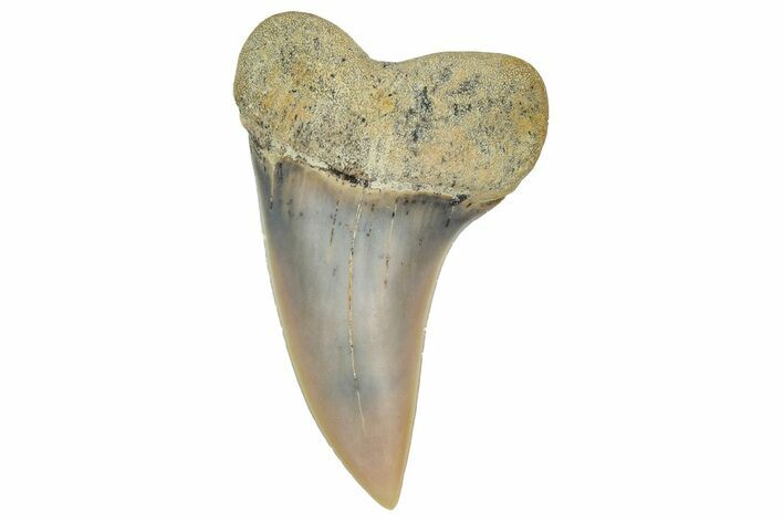 Fossil Shark Tooth (Carcharodon planus) - Bakersfield, CA #351453